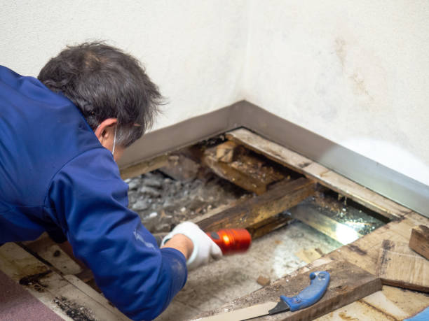 Certified Mold Removal in Mulberry, FL