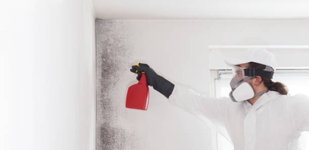 Best Residential Mold Removal  in Mulberry, FL