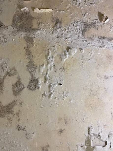 Best Certified Mold Removal  in Mulberry, FL