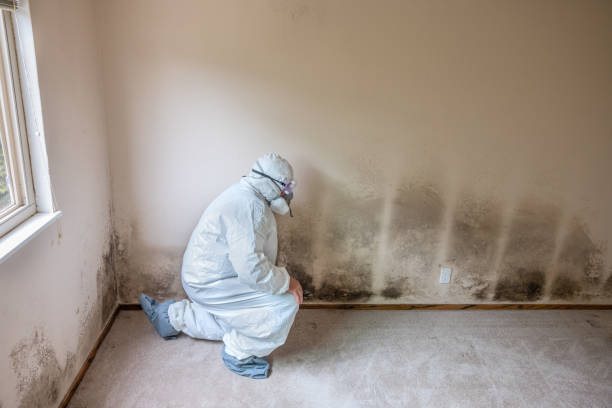 Best Home Mold Removal  in Mulberry, FL