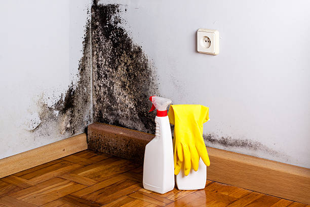 Best Black Mold Removal  in Mulberry, FL